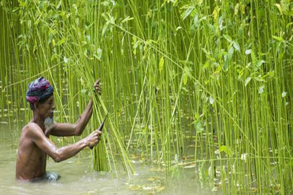 সোনালী আঁশের শেয়ারে সর্বোচ্চ লেনদেন