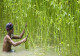 সোনালী আঁশের শেয়ারে সর্বোচ্চ লেনদেন